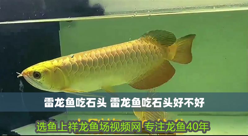 雷龍魚吃石頭 雷龍魚吃石頭好不好