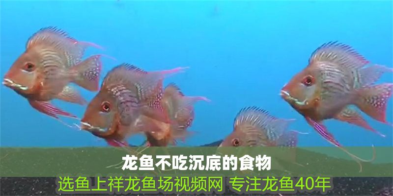 龍魚不吃沉底的食物
