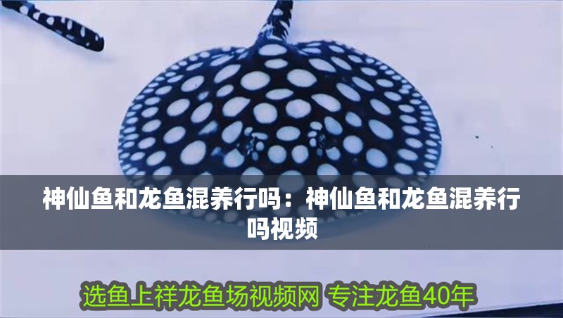神仙魚和龍魚混養行嗎：神仙魚和龍魚混養行嗎視頻