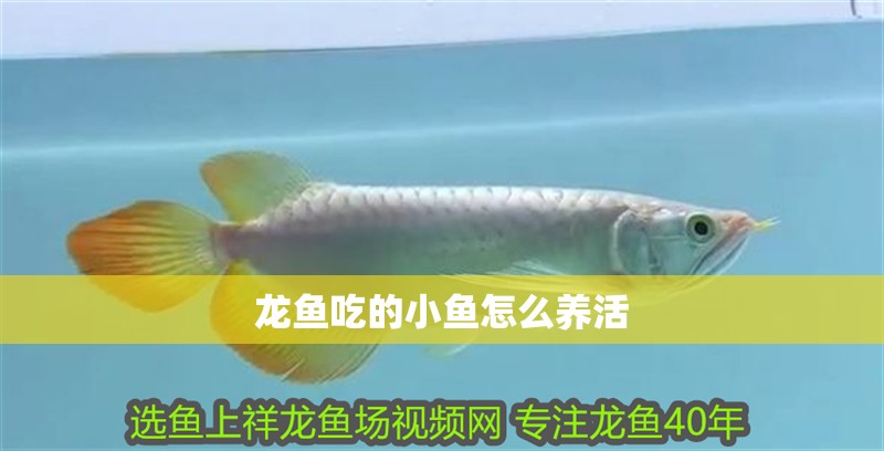 龍魚吃的小魚怎么養活