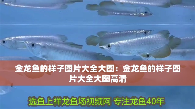 金龍魚的樣子圖片大全大圖：金龍魚的樣子圖片大全大圖高清