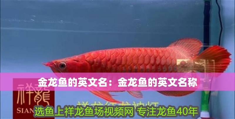 金龍魚的英文名：金龍魚的英文名稱 金龍魚的英文名：金龍魚的英文名稱 水族問答