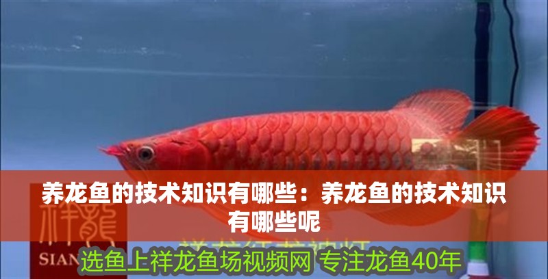 養龍魚的技術知識有哪些：養龍魚的技術知識有哪些呢