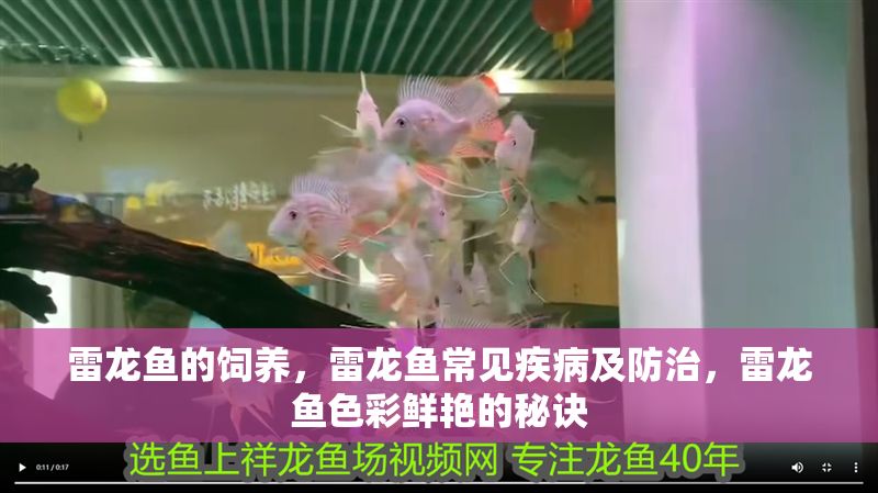 雷龍魚的飼養(yǎng)，雷龍魚常見疾病及防治，雷龍魚色彩鮮艷的秘訣