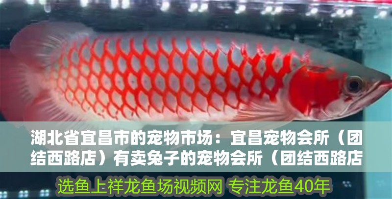 湖北省宜昌市的寵物市場：宜昌寵物會所（團結西路店）有賣兔子的寵物會所（團結西路店）