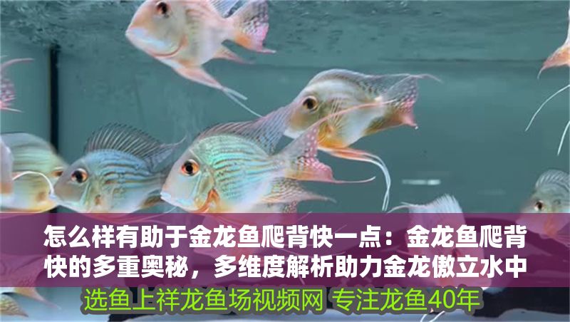 怎么樣有助于金龍魚爬背快一點：金龍魚爬背快的多重奧秘，多維度解析助力金龍傲立水中