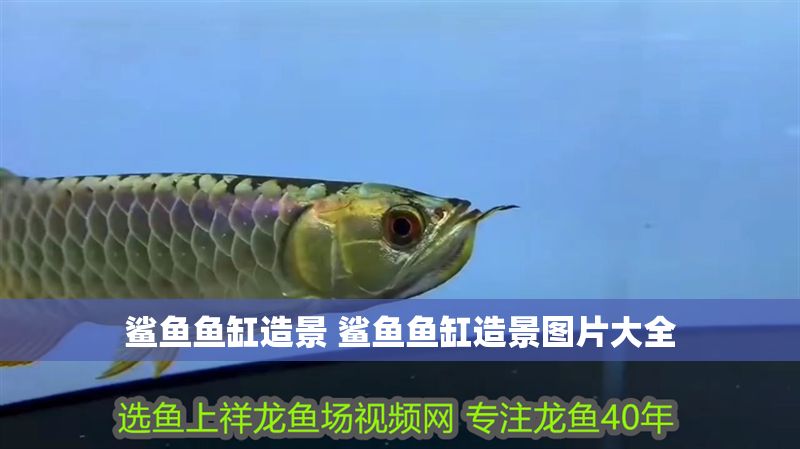 鯊魚魚缸造景 鯊魚魚缸造景圖片大全