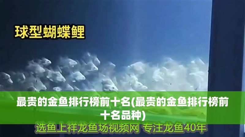 最貴的金魚排行榜前十名(最貴的金魚排行榜前十名品種)
