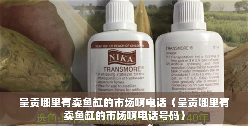 呈貢哪里有賣魚缸的市場啊電話(呈貢哪里有賣魚缸的市場啊電話號碼) 龍魚百科 第1張 呈貢哪里有賣魚缸的市場啊電話(呈貢哪里有賣魚缸的市場啊電話號碼) 呈貢哪里有賣魚缸的市場啊電話(呈貢哪里有賣魚缸的市場啊電話號碼) 龍魚百科 第1張