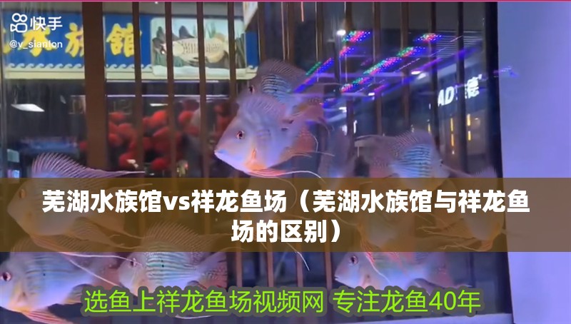 蕪湖水族館vs祥龍魚場（蕪湖水族館與祥龍魚場的區別） 蕪湖水族館vs祥龍魚場（蕪湖水族館與祥龍魚場的區別） 全國水族館企業名錄 第1張