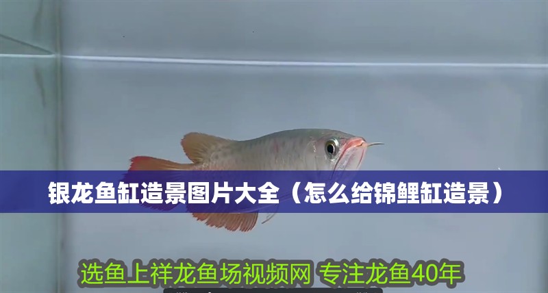 銀龍魚缸造景圖片大全（怎么給錦鯉缸造景）