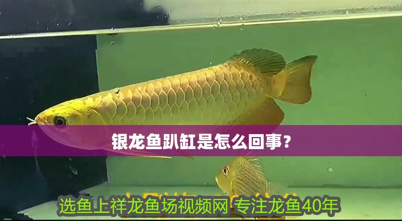 銀龍魚趴缸是怎么回事？