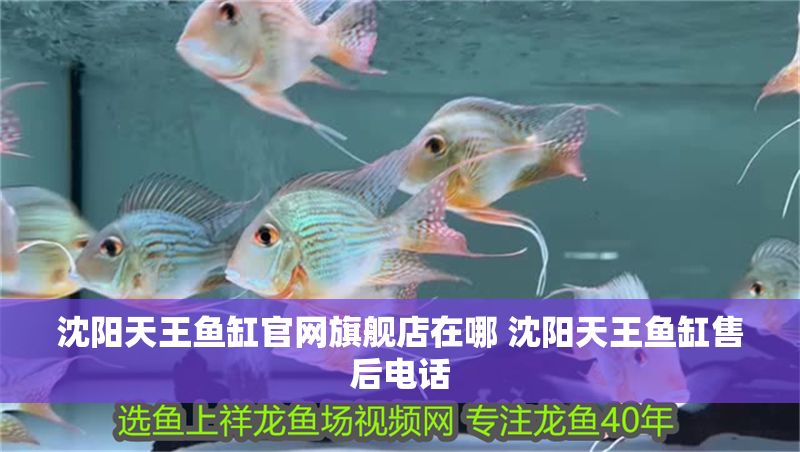 沈陽天王魚缸官網旗艦店在哪 沈陽天王魚缸售后電話 沈陽天王魚缸官網旗艦店在哪 沈陽天王魚缸售后電話 龍魚百科 第1張