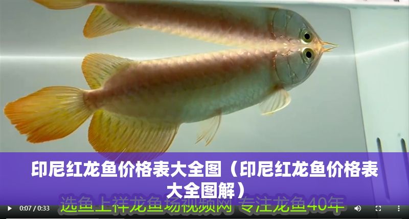 印尼紅龍魚價(jià)格表大全圖（印尼紅龍魚價(jià)格表大全圖解）