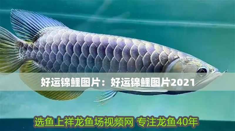 好運錦鯉圖片：好運錦鯉圖片2021 好運錦鯉圖片：好運錦鯉圖片2021 龍魚百科 第2張