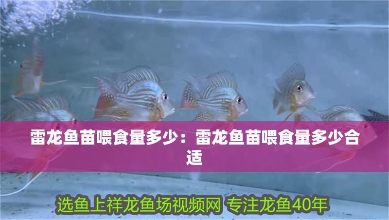 雷龍魚苗喂食量多少：雷龍魚苗喂食量多少合適
