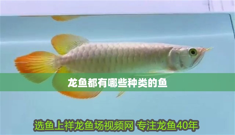 龍魚都有哪些種類的魚 龍魚都有哪些種類的魚 龍魚百科 第2張