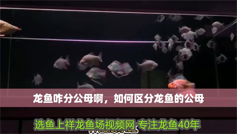 龍魚咋分公母啊，如何區分龍魚的公母