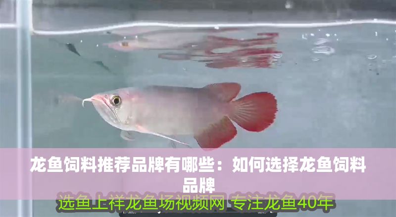 龍魚飼料推薦品牌有哪些：如何選擇龍魚飼料品牌 龍魚飼料推薦品牌有哪些：如何選擇龍魚飼料品牌 龍魚百科 第2張