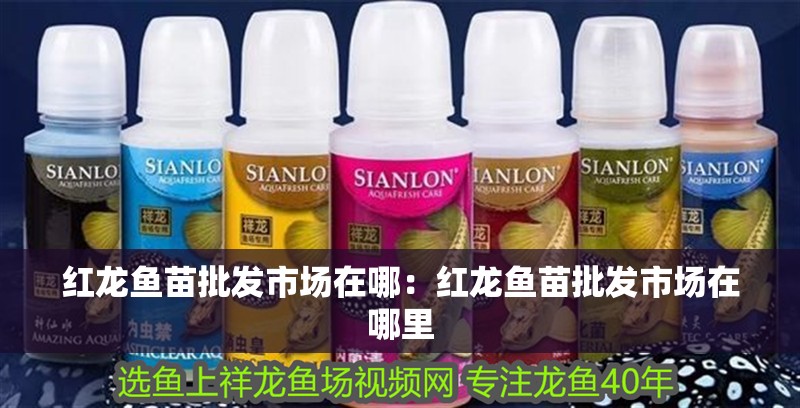紅龍魚苗批發(fā)市場(chǎng)在哪：紅龍魚苗批發(fā)市場(chǎng)在哪里