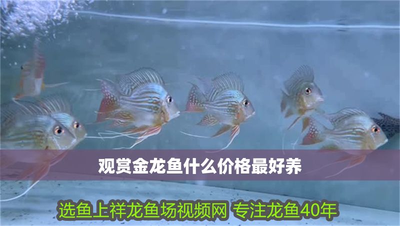 觀賞金龍魚什么價格最好養