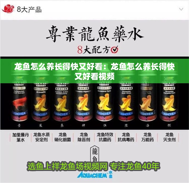 龍魚怎么養長得快又好看：龍魚怎么養長得快又好看視頻
