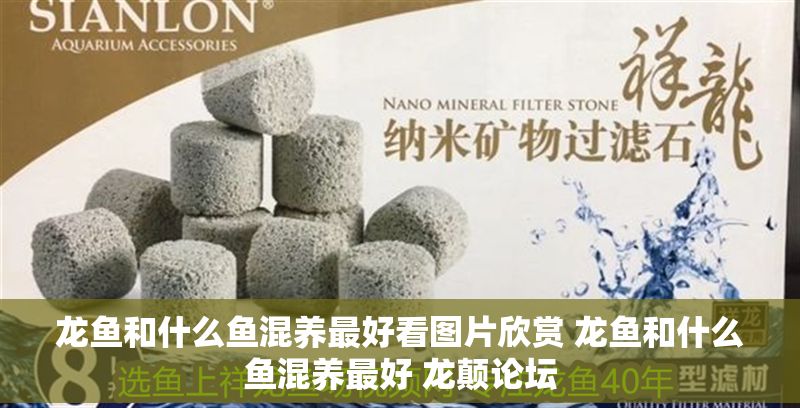 龍魚和什么魚混養最好看圖片欣賞 龍魚和什么魚混養最好 龍顛論壇