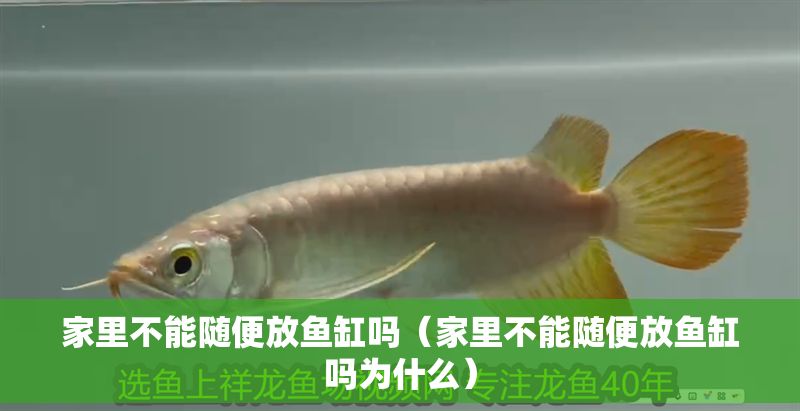 家里不能隨便放魚缸嗎（家里不能隨便放魚缸嗎為什么）