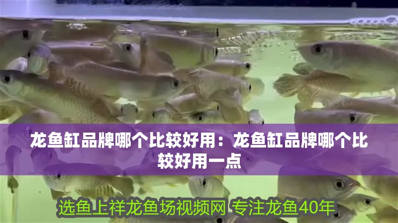龍魚缸品牌哪個比較好用：龍魚缸品牌哪個比較好用一點