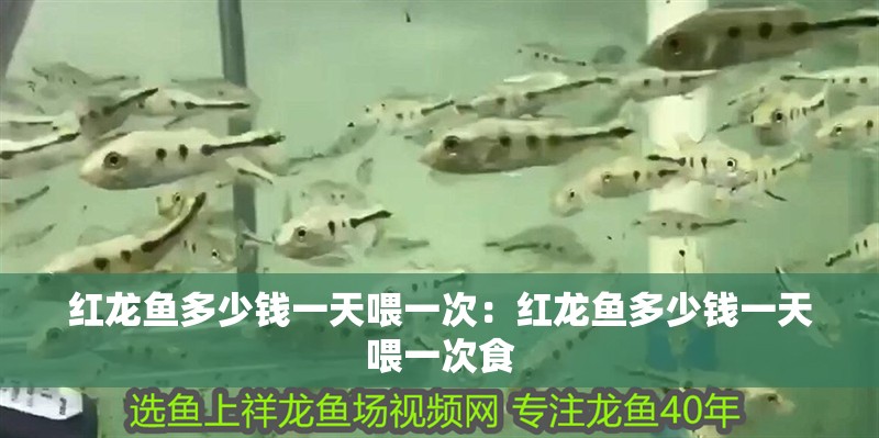 紅龍魚多少錢一天喂一次：紅龍魚多少錢一天喂一次食