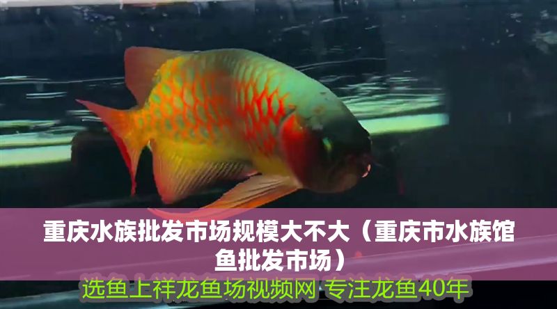 重慶水族批發(fā)市場規(guī)模大不大（重慶市水族館魚批發(fā)市場）