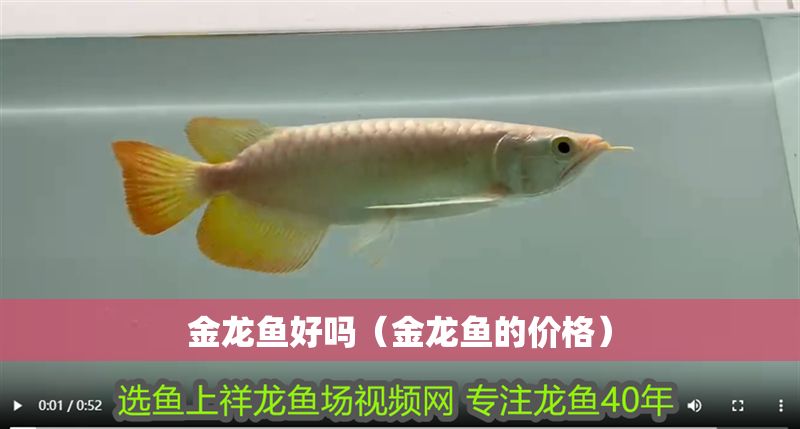 金龍魚好嗎（金龍魚的價格）