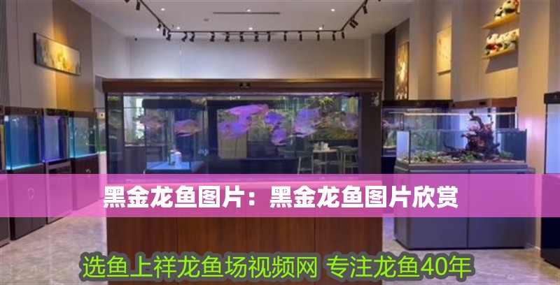 黑金龍魚圖片：黑金龍魚圖片欣賞 黑金龍魚圖片：黑金龍魚圖片欣賞 水族問答