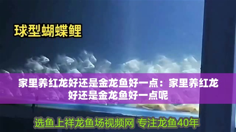 家里養紅龍好還是金龍魚好一點：家里養紅龍好還是金龍魚好一點呢