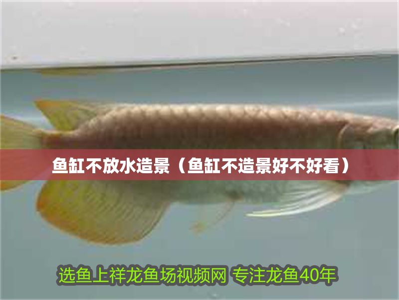 魚缸不放水造景（魚缸不造景好不好看）