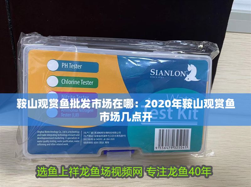 鞍山觀賞魚批發市場在哪：2020年鞍山觀賞魚市場幾點開 鞍山觀賞魚批發市場在哪：2020年鞍山觀賞魚市場幾點開 龍魚百科 第1張