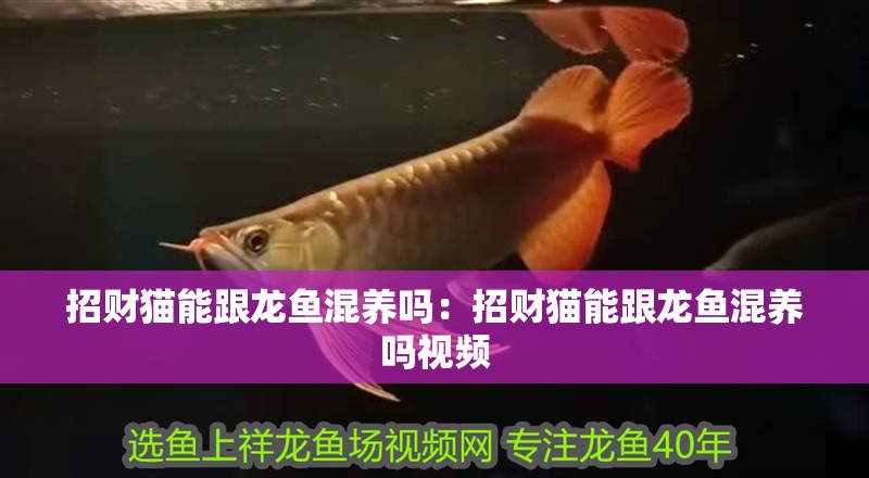 招財(cái)貓能跟龍魚混養(yǎng)嗎：招財(cái)貓能跟龍魚混養(yǎng)嗎視頻
