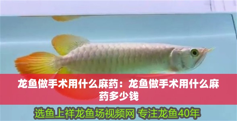 龍魚做手術用什么麻藥:龍魚做手術用什么麻藥多少錢 水族問答 龍魚做手術用什么麻藥:龍魚做手術用什么麻藥多少錢 龍魚做手術用什么麻藥:龍魚做手術用什么麻藥多少錢 水族問答