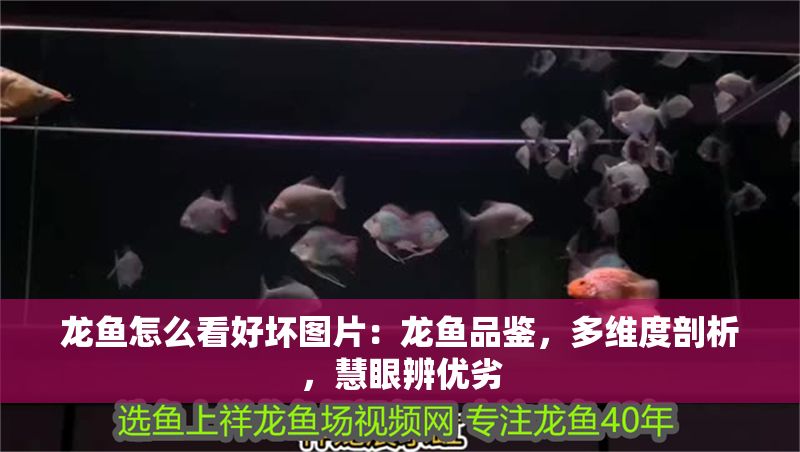 龍魚怎么看好壞圖片：龍魚品鑒，多維度剖析，慧眼辨優劣