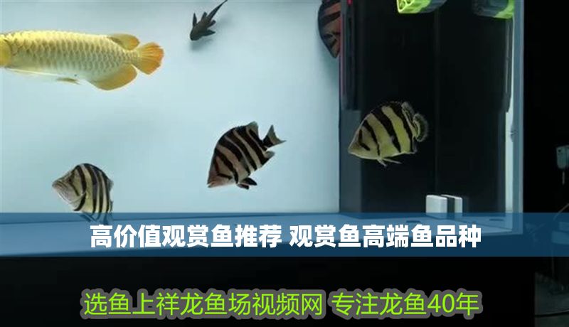 高價值觀賞魚推薦 觀賞魚高端魚品種