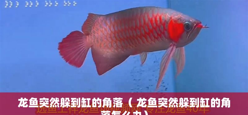 龍魚突然躲到缸的角落（ 龍魚突然躲到缸的角落怎么辦）