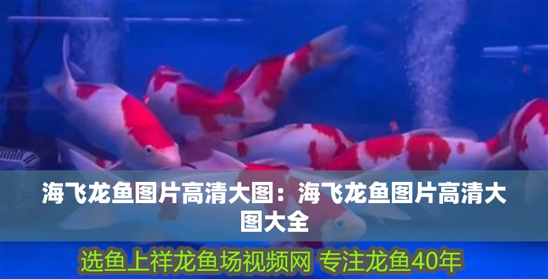 海飛龍魚圖片高清大圖：海飛龍魚圖片高清大圖大全