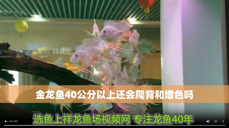 金龍魚40公分以上還會爬背和增色嗎