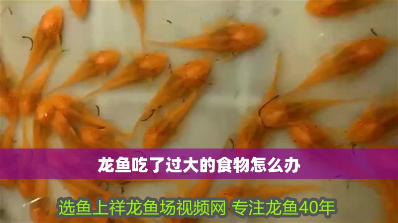 龍魚吃了過大的食物怎么辦