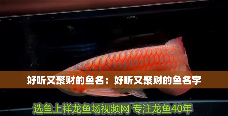 好聽又聚財的魚名：好聽又聚財的魚名字