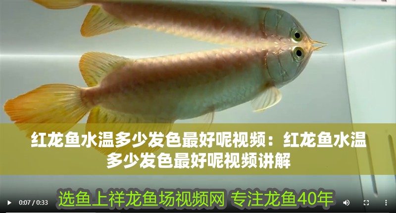 紅龍魚水溫多少發色最好呢視頻：紅龍魚水溫多少發色最好呢視頻講解