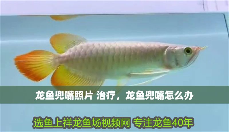 龍魚兜嘴照片 治療，龍魚兜嘴怎么辦