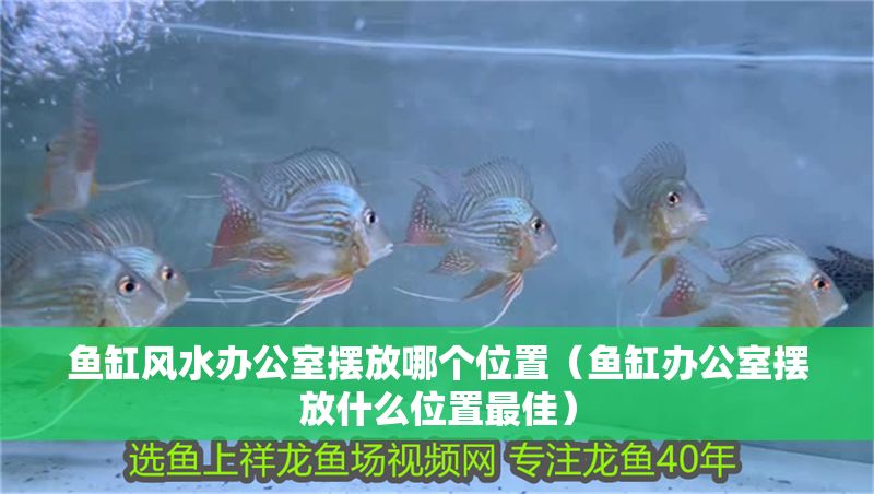 魚缸風水辦公室擺放哪個位置（魚缸辦公室擺放什么位置最佳）