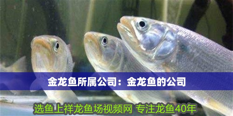 金龍魚所屬公司：金龍魚的公司
