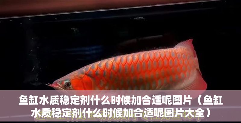 魚缸水質(zhì)穩(wěn)定劑什么時(shí)候加合適呢圖片（魚缸水質(zhì)穩(wěn)定劑什么時(shí)候加合適呢圖片大全）